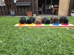 Wunderschöne Labrador-Mix Welpen