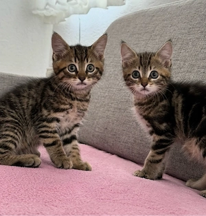 5 geplegte Katzenkinder ab sofort 