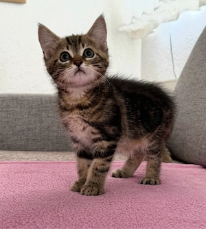 5 geplegte Katzenkinder