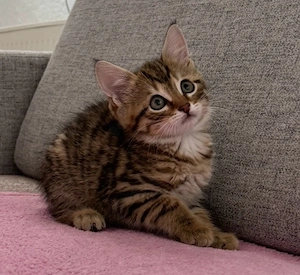 5 geplegte Katzenkinder ab sofort 