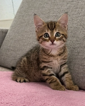 5 gepflegte entwurmte Katzenkinder 