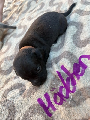 Franzözische Bulldogge Jack Russel mix welpen
