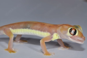 Palmatogeckos - Pachydactylus rangei