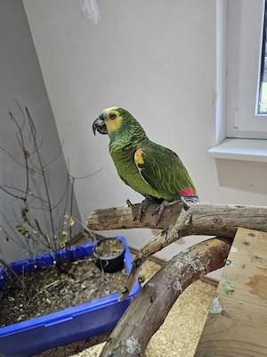Blaustirnamazone Männlich 7 Jahre alt .
