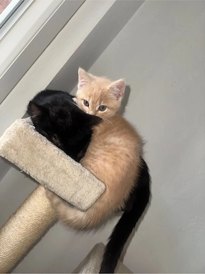 Ekh Blh kitten 