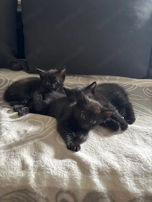 Bkh mix kitten