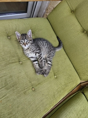 Katzenbabys 
