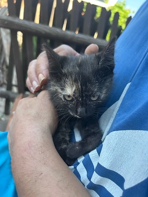 süßes Katzenbaby abzugeben 
