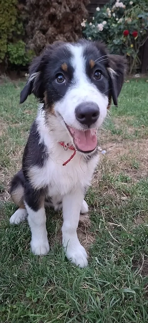 Australian Shepherd  Hündin 
