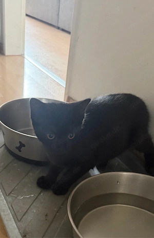 Kitten zum Abgeben 