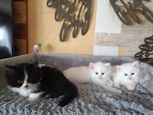 Mix Kätzchen (Perser+Maine Coon)