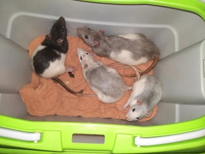 Schlangen futter ratten 