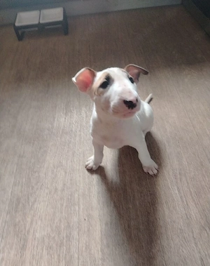 Bullterrier Hündin