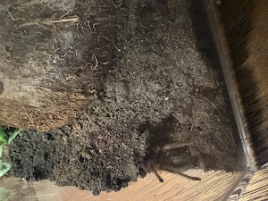 Schwarze Uruguay-Vogelspinne Grammostola anthracina Weiblich Jungtier