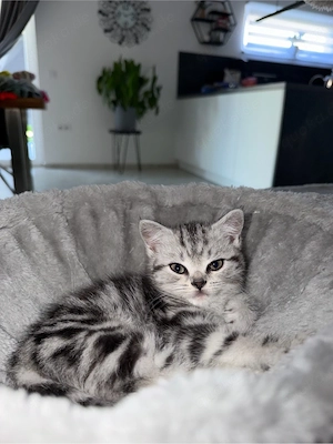 Wunderschöne Kitten suchen ein liebevolles Zuhause