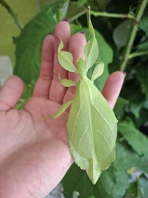 Wandelnde Blätter Phyllium philippinicum 