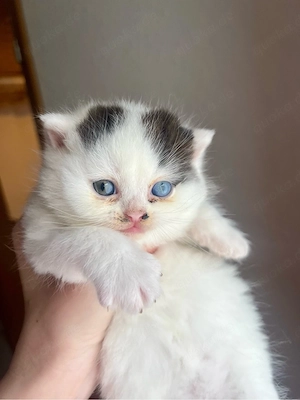 BKH odd-eyed Kater mit Stammbaum