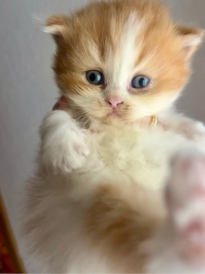 BKH Kitten mit Stammbaum 