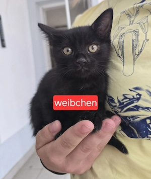 Katzen babys abzugeben 