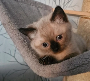 Ein süßer BKH-Kitten abzugeben
