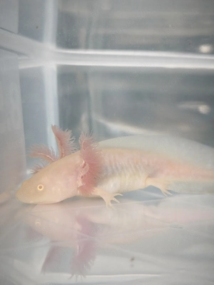 Axolotl Nachzucht Goldalbinos 