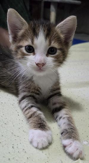 Baby Kitten kleiner Bub sucht...