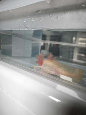 Axolotl Nachzucht Goldalbinos 