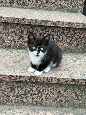 süßes Katzenbaby abzugeben 