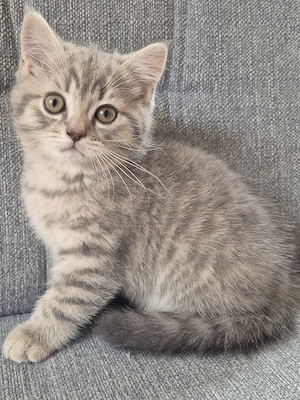 Drei süße Bkh Kitten