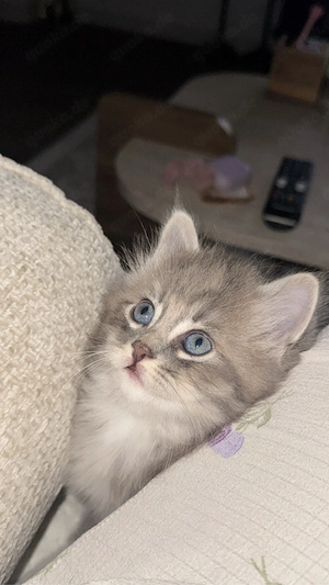 4 Britisch Kurzhaar Kitten suchen ein liebevolles Zuhause