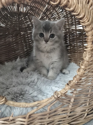 Zwei süße Bkh Kitten