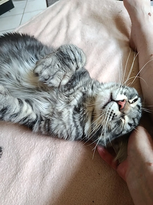 Deckkater Maine Coon Polydaktyl  Bild 4