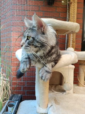 Deckkater Maine Coon Polydaktyl  Bild 3