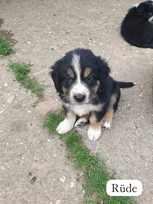 Border Collie mix welpen 