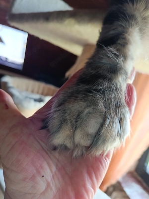 Deckkater Maine Coon Polydaktyl  Bild 2