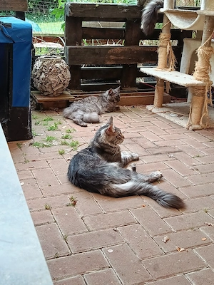 Deckkater Maine Coon Polydaktyl  Bild 5