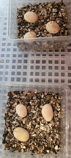 Sehr große Halsbandleguan Eier