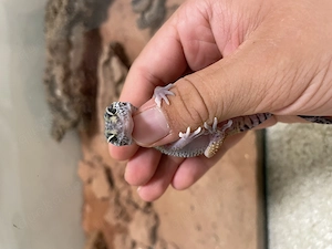 Mac Snow x High Yellow Leopardgecko sehr zutraulich (sehr gut als Haustier geeignet auch für Kinder)