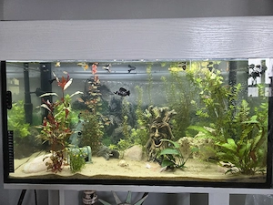 Aquarium 110l komplettset 