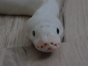 0.1 Königspython abzugeben! | Python regius | Butter Pewter Pin het. Pied