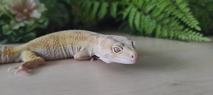 Leopardgecko Weibchen sucht ein neues Zuhause 