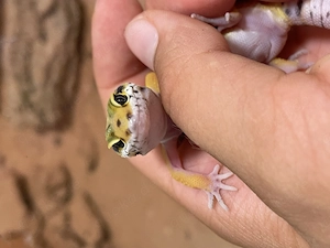 High Yellow x Mac Snow Leopardgecko sehr zutraulich (sehr gut als Haustier geeignet auch für Kinder)