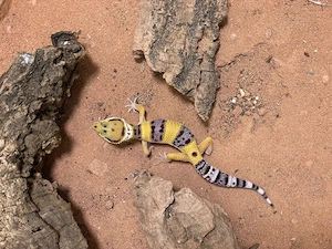 High Yellow x Mac Snow Leopardgecko sehr zutraulich (sehr gut als Haustier geeignet auch für Kinder)