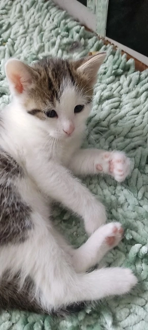 Katzenbaby