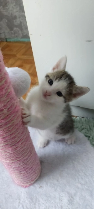 Katzenbaby