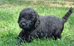 Wunderschöne schwarze Labradoodle-Welpen suchen ab dem 3. August ein liebevolles Zuhause 