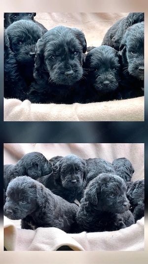 Wunderschöne schwarze Labradoodle-Welpen suchen ab dem 3. August ein liebevolles Zuhause 