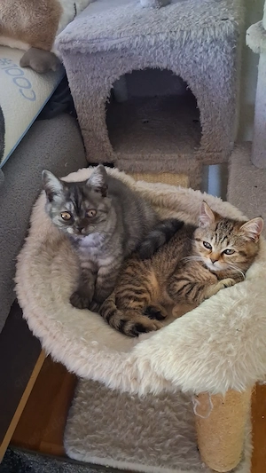 7 süße BKH Kitten 
