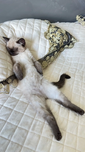 BKH , BLH Kitten ab sofort