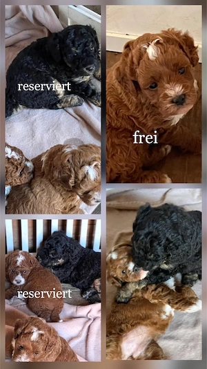 Wunderschöne Aussiedoodle-Hündin sucht ein liebevolles Zuhause 